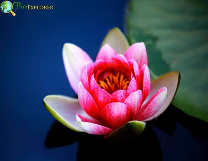 Lotus Flower Unique Characteristics