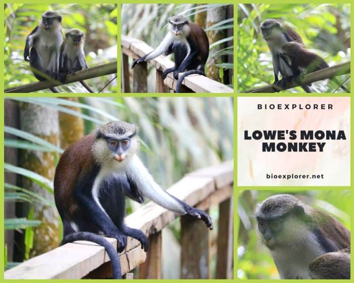 Lowe's Mona Monkey