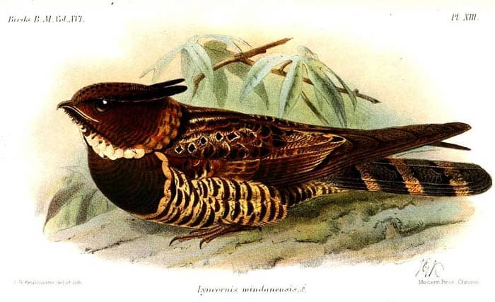 Lyncornis Macrotis