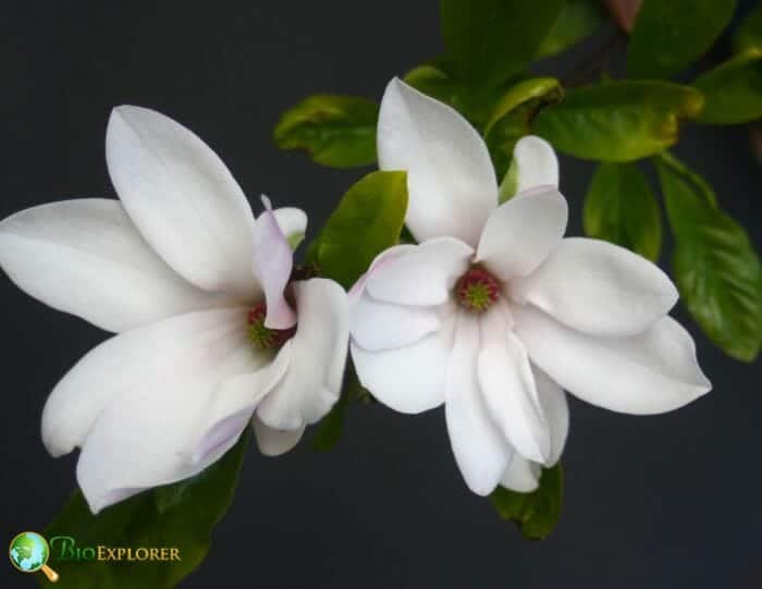 Magnoliales Characteristics