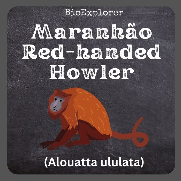 Maranhao Red Handed Howler