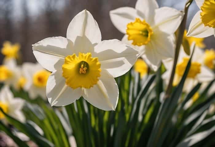 March Birth Flowers Discover The Meaning and Symbolism Of Daffodils and Jonquils