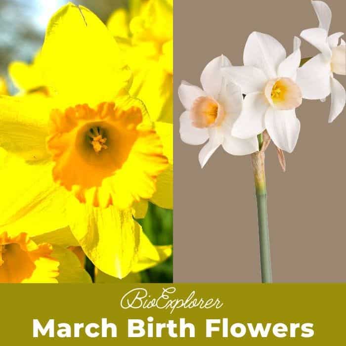March Birth Flowers