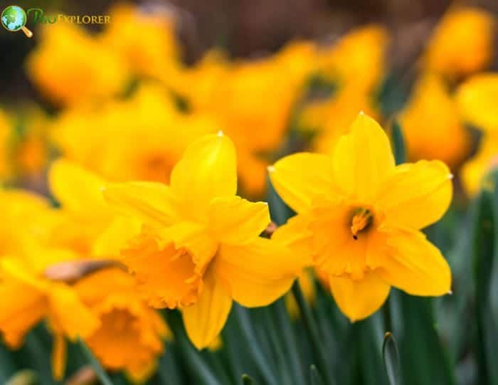 March Flowers Daffodils