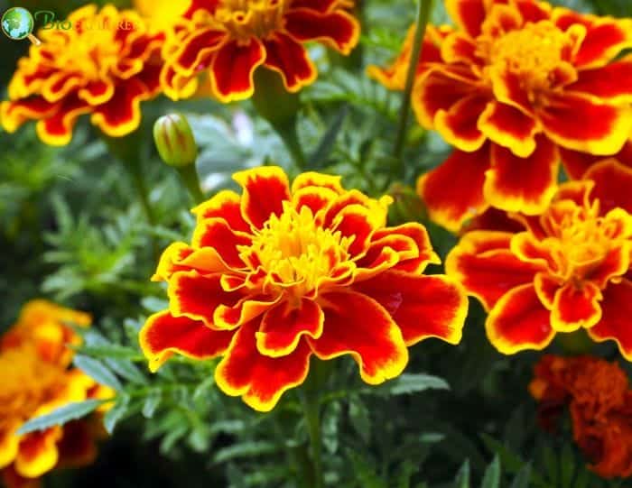 October Birth Flowers | Marigold and Cosmos Flower | Meaning & Symbolism