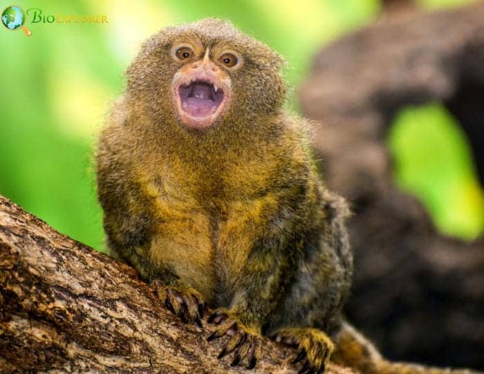 Marmoset Monkeys | Pygmy Marmosets | 24 Marmoset Species