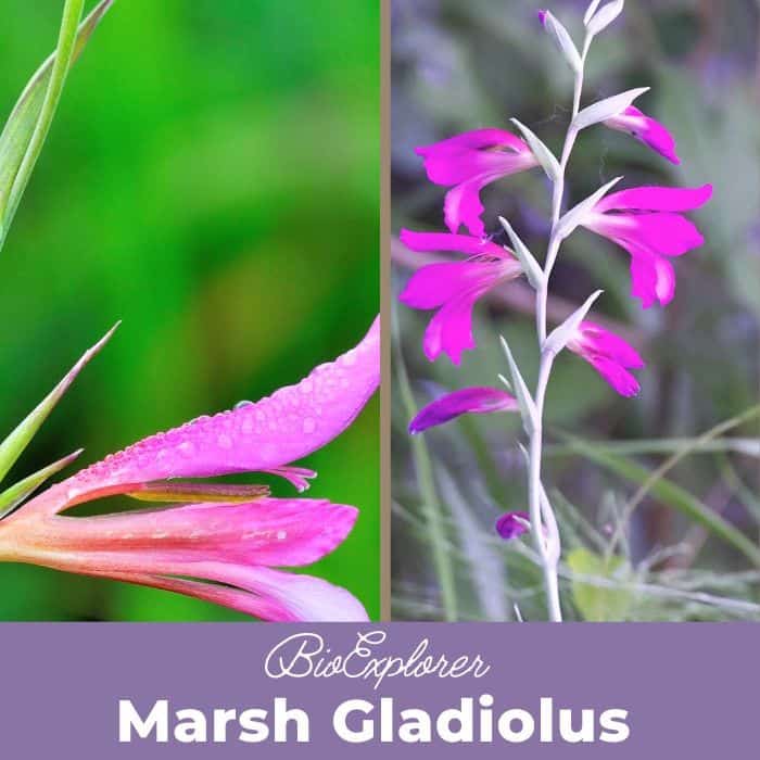 Marsh Gladiolus