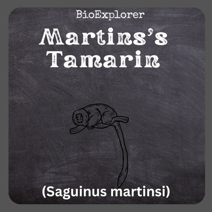 Martins' Tamarin