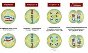 What is Meiosis? | Stages of Meiosis | Importance of Meiosis