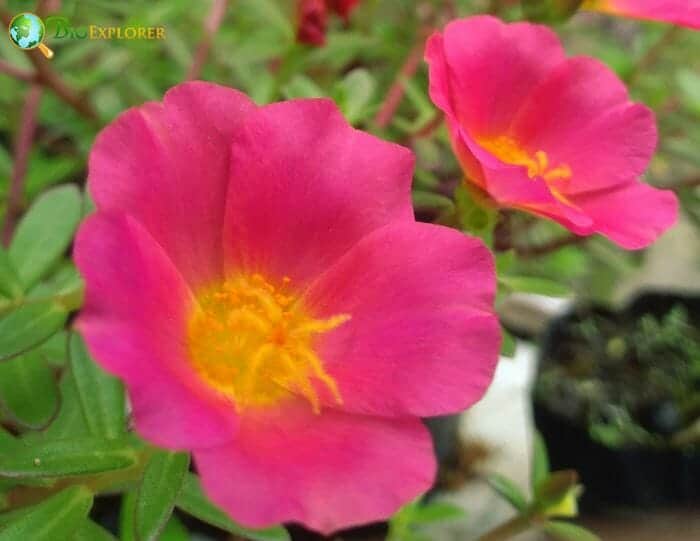 Moss Rose, Portulaca grandiflora – Wisconsin Horticulture
