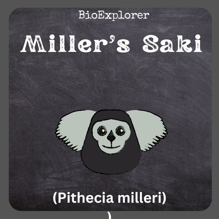 Miller's Saki