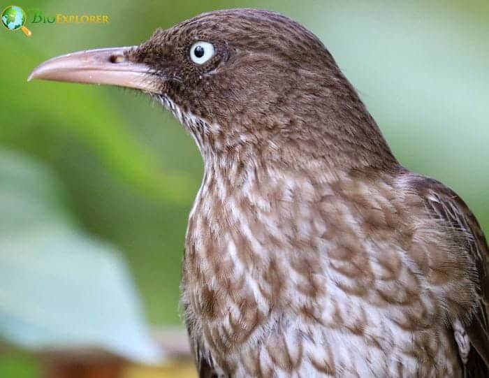 Mimids In Puerto Rico (Pearly-eyed Thrasher)