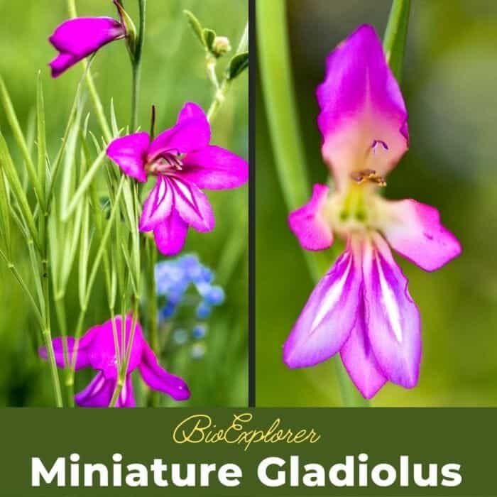 Miniature Gladiolus