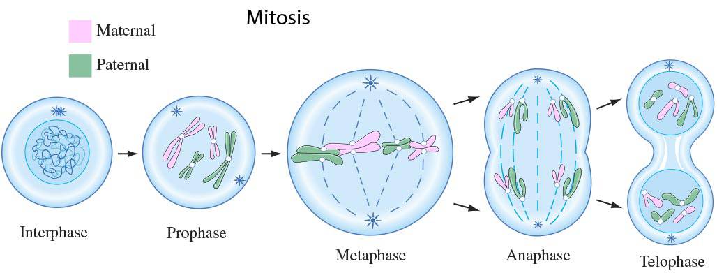 Stages Of Mitosis Drawing