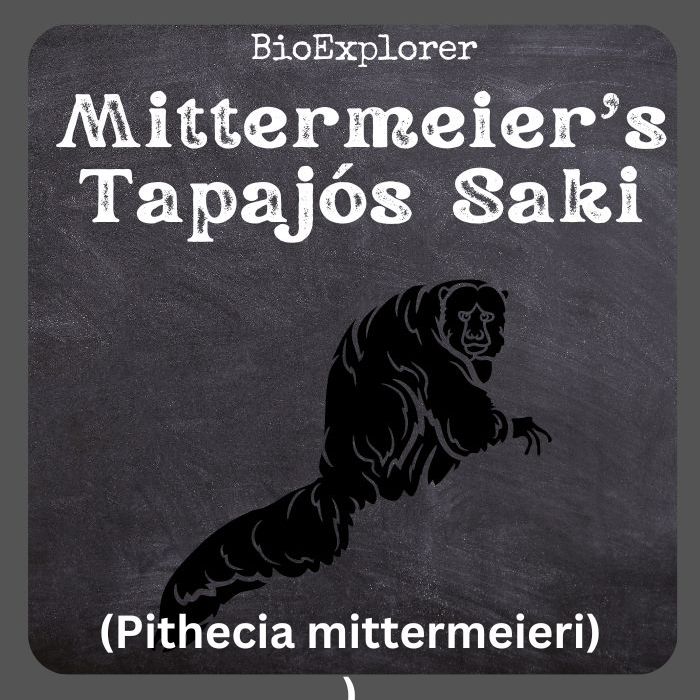 Mittermeier's Tapajós Saki