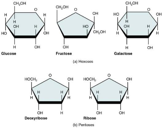 Building Blocks of Carbohydrates | Types, Properties & Functions