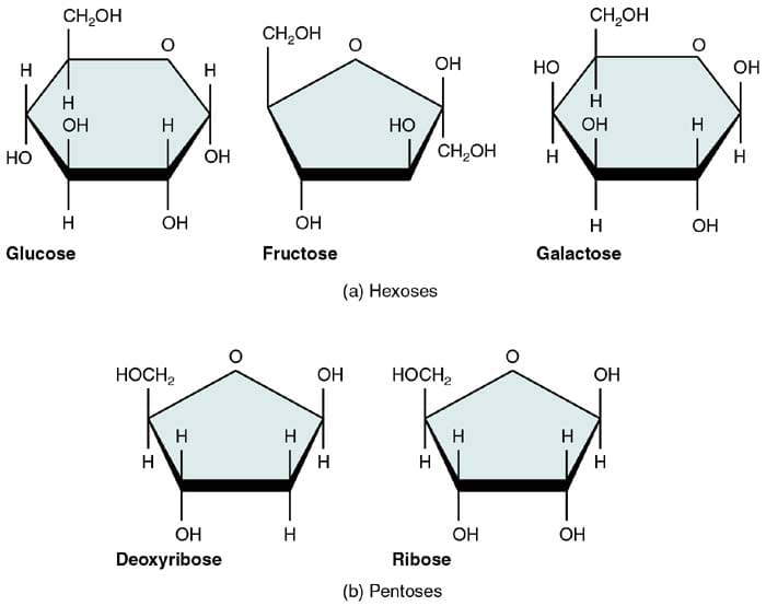 Building Blocks Of Carbohydrates Types Properties Functions