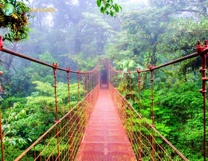 Monteverde Rainforest (Costa Rica)