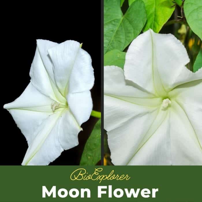 Moonflower