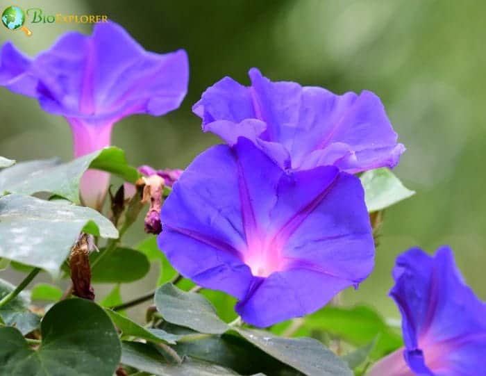Morning Glory Represents Affection and Mortality