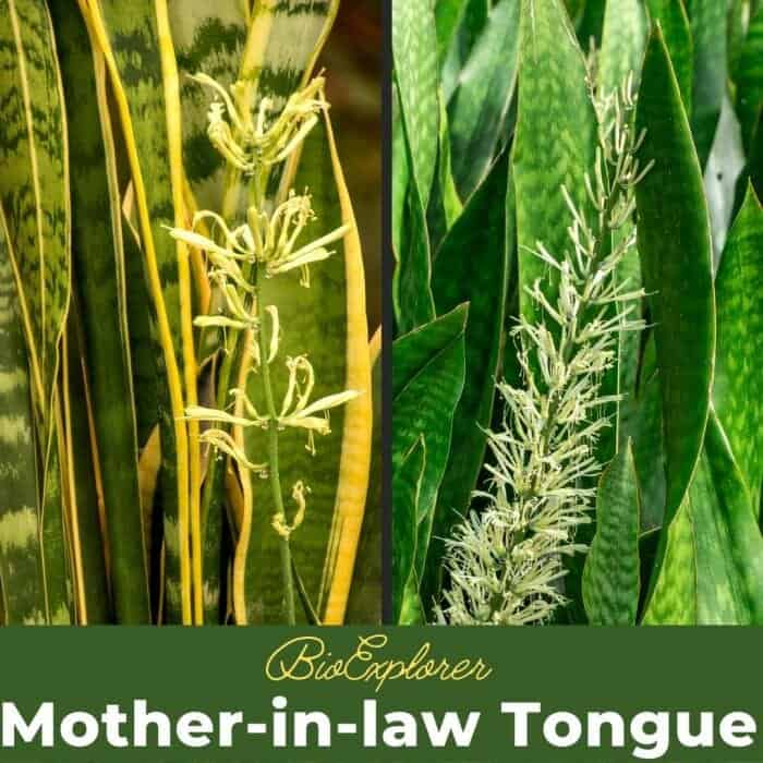 Mother In Law Tongue