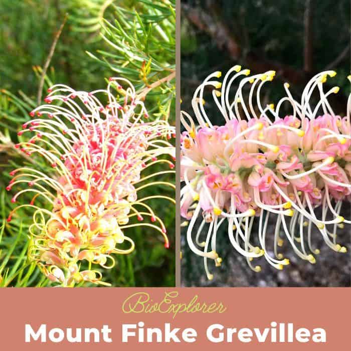 Mount Finke Grevillea