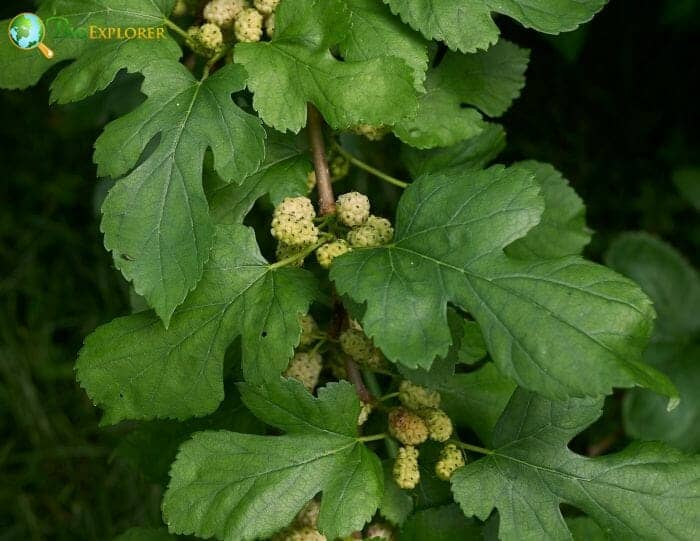 Mulberry Flowering Plant