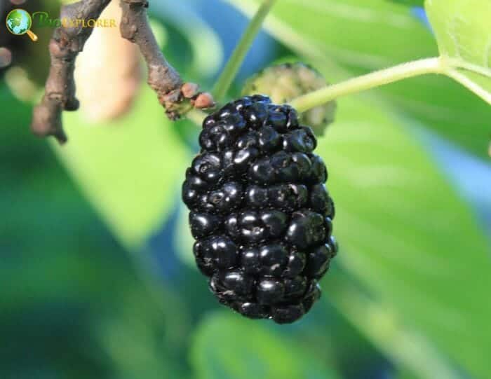 Mulberry Fruit
