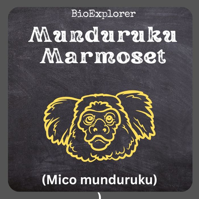 Munduruku Marmoset