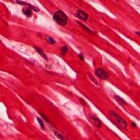 Muscle cells