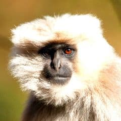 grey langur