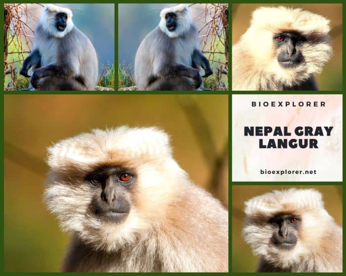 Nepal gray langur Characteristics | Semnopithecus schistaceus Facts