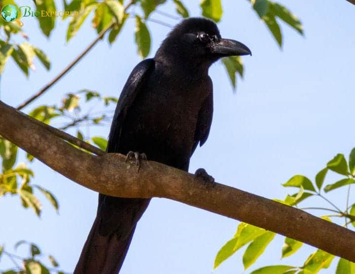 New Caledonian Crow