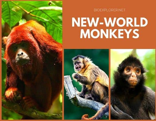 Types Of New World Monkeys Characteristics And Species