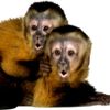 New-World monkey social behavior