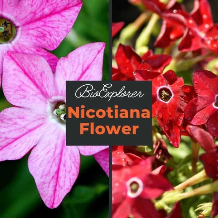 Nicotiana