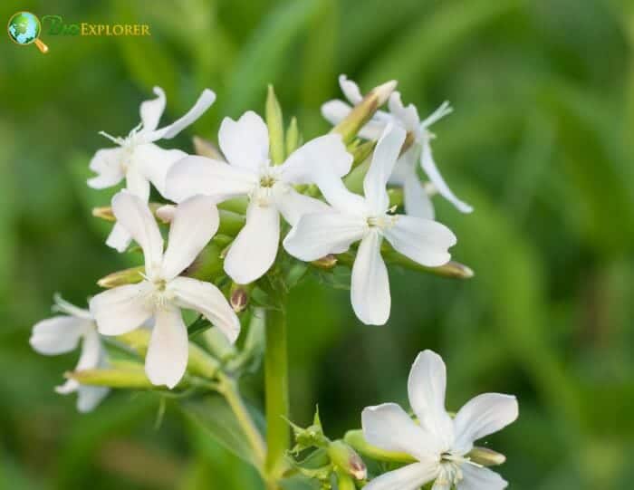 Night Flowering Catchfly