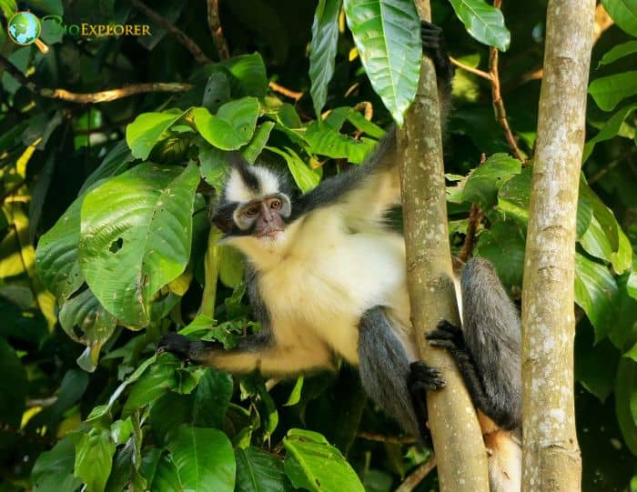 North Sumatran Leaf Monkey 