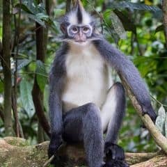 North Sumatran leaf monkey