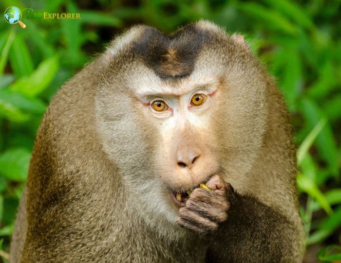 Northern Pig-tailed Macaque With Red-Lines Across Eyes