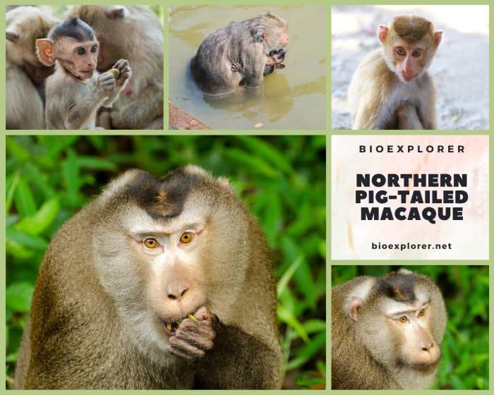 Northern Pig Tailed Macaque