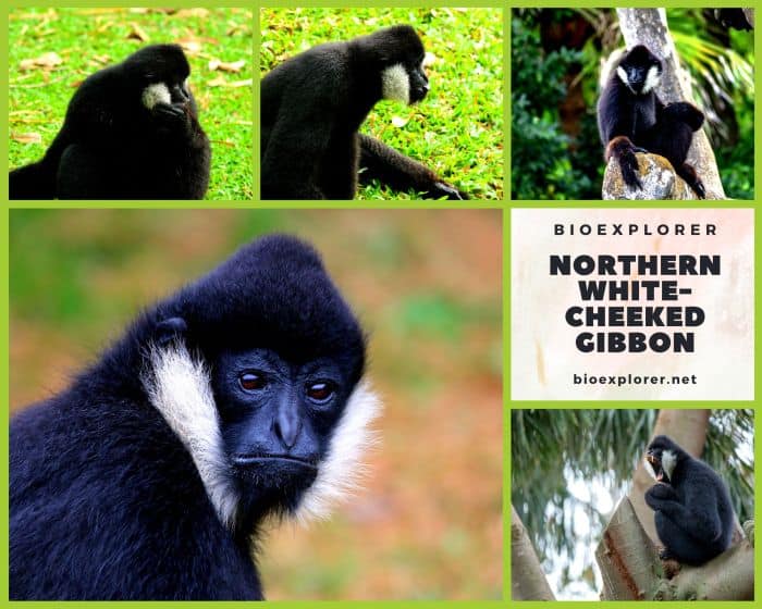 Northern White Cheeked Gibbon