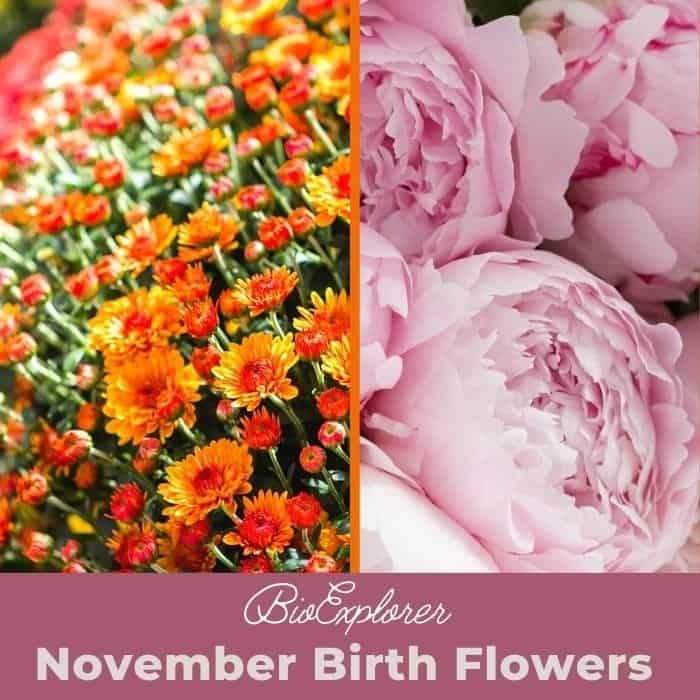 November Birth Flowers