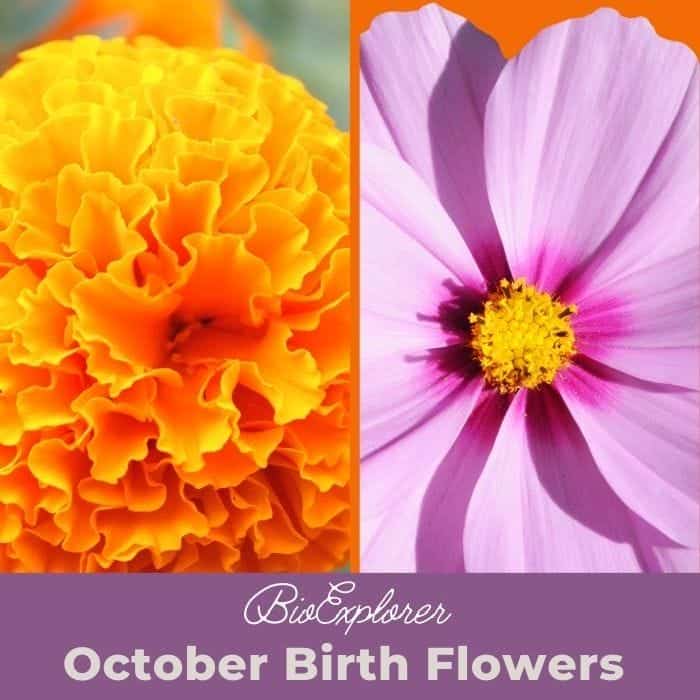 October Birth Flowers | Marigold and Cosmos Flower | Meaning & Symbolism