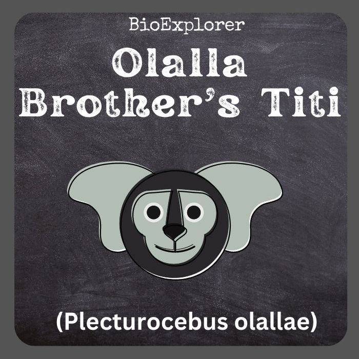 Olalla Brothers Titi