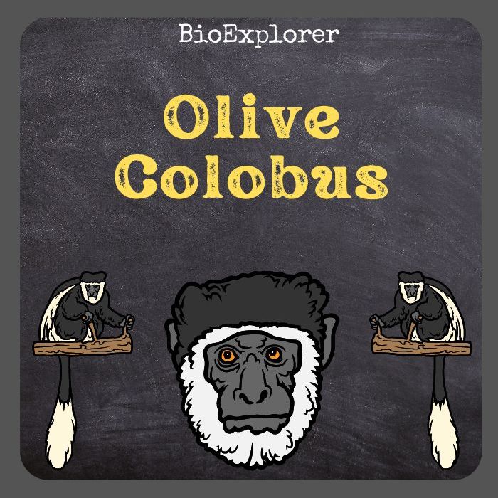 Olive Colobus