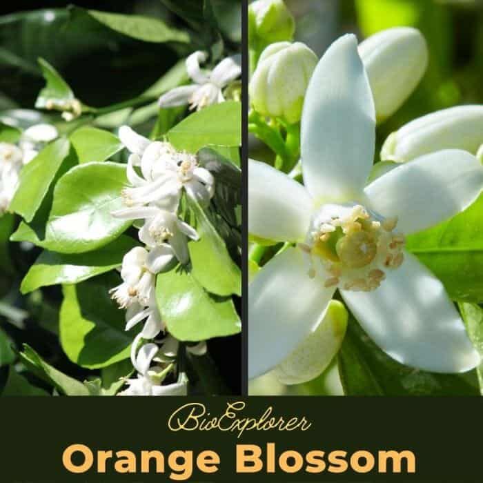 Orange Blossom Flower, Citrus sinensis, Sweet Orange