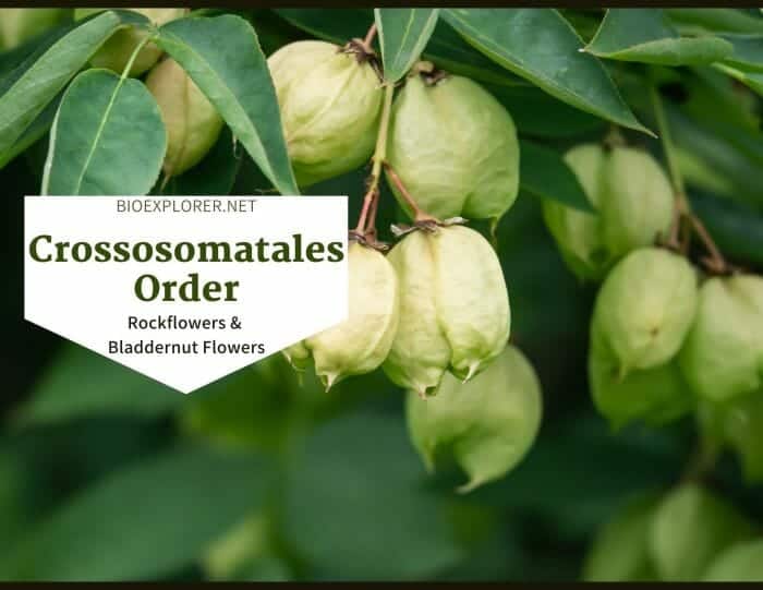 Order Crossosomatales