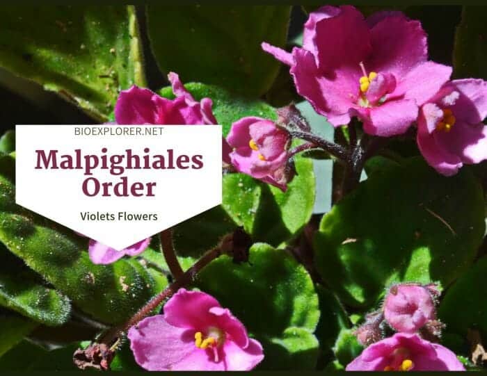 Order Malpighiales
