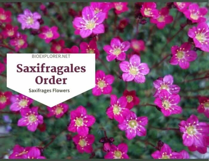 Order Saxifragales